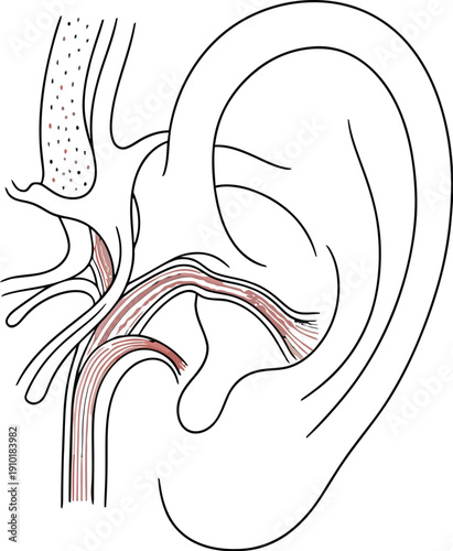 Simple anatomical illustration depicting the external and middle ear structures with associated musculature in a clear diagrammatic style