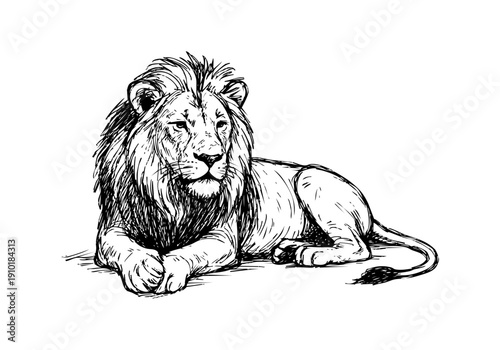 African Lion hand drawn simple sketch vector illustration