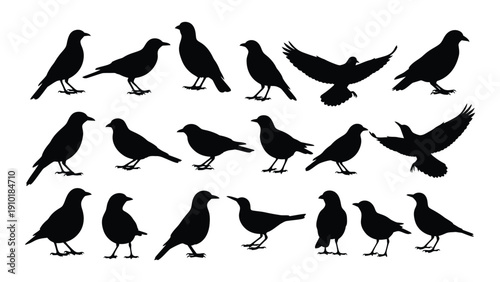 A diverse collection of black birds in various poses and positions isolated on white background, Vector