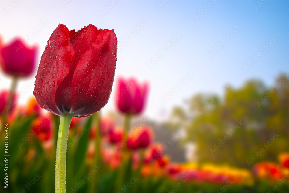Obraz premium Vibrant Red Tulip in Soft Morning Light with Blurred Garden Background. Ideal for spring campaigns, floral branding, and gardening advertisements.