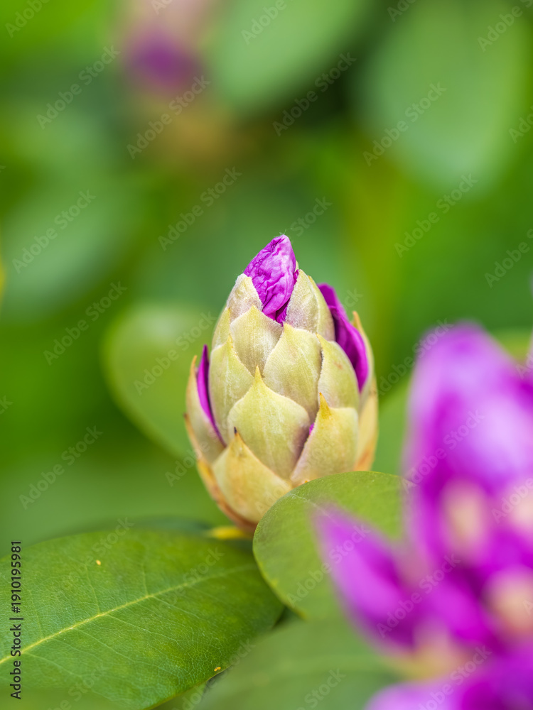 Obraz premium Pink flowers of Siberian rhododendron copy space. Rhododendron dauricum. Spring flowering of Altai rhododendron.