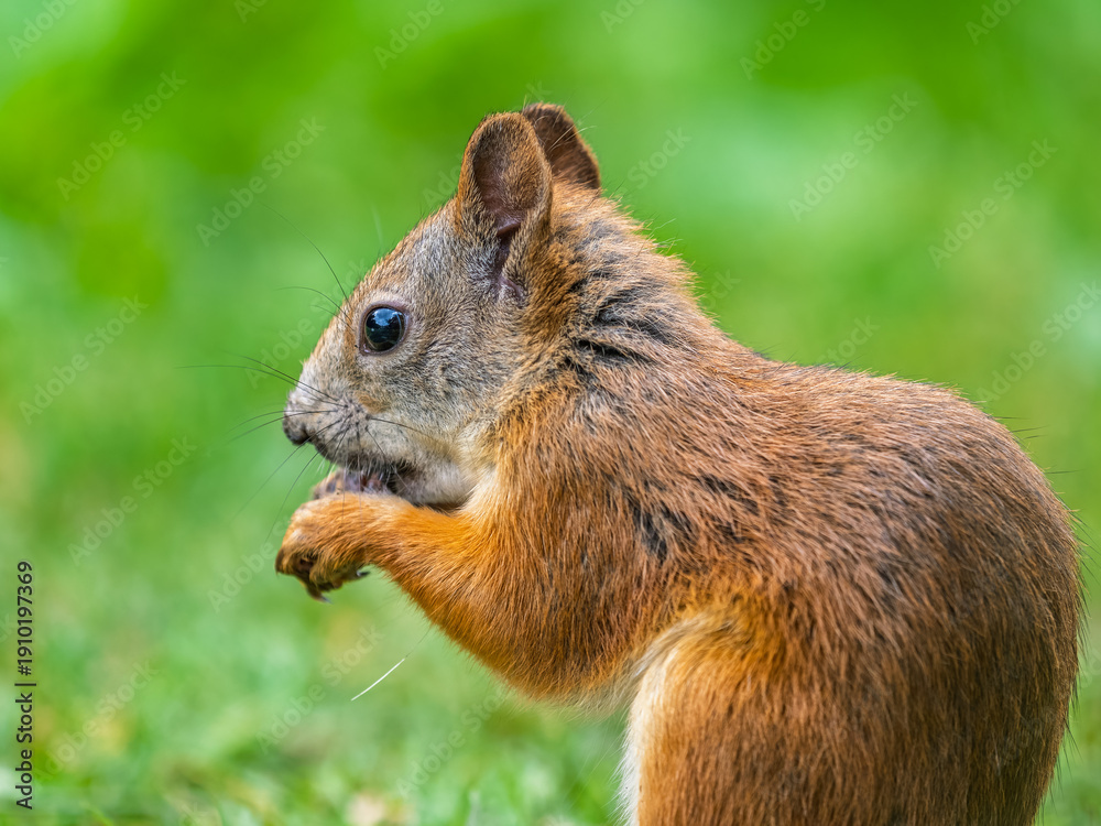 Fototapeta premium Squirrel eats a nut while sitting in green grass. Eurasian red squirrel, Sciurus vulgaris