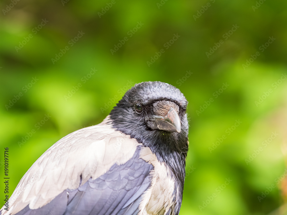 Fototapeta premium Hooded crow, corvus cornix, standing on the lawn in the spring or summer