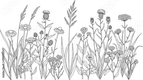 Foto Wildflower Meadow Line Art Drawing, Hand Drawn Floral Border with Daisies and Thistles, Botanical Vector Illustration for Coloring Book, Greeting Cards