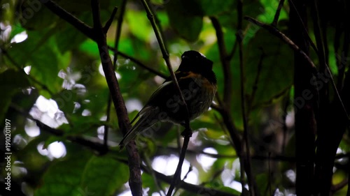 New Zealand hihi stitchbird Notiomystis cincta forest bird with yellow, black and white feathers sheltering in forest trees during windy weather in Wellington NZ Aotearoa
