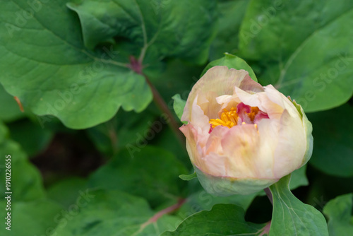 Vibrant close-up of a tree peony white flower with contrasting yellow stamen ...