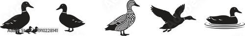 Black and white duck silhouettes in various poses