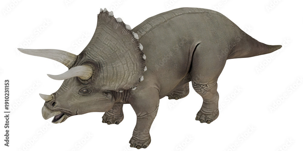 Fototapeta premium Realistic triceratops dinosaur model on white background
