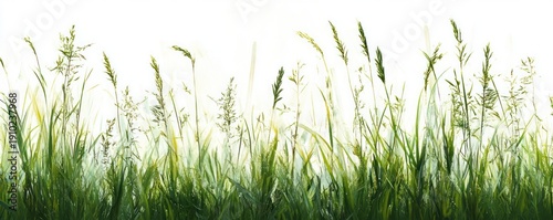 close-up of tall green meadow grass with delicate seed heads against a bright white background, evoking calm fresh airy serenity