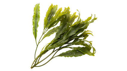 Fresh seaweed  isolated on transparent background
