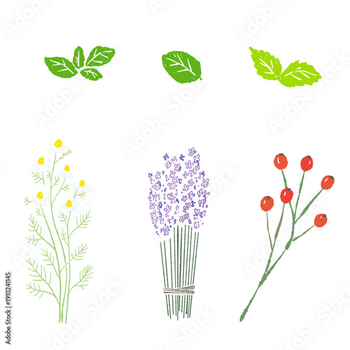 Herb Tea Tasting Set with Chamomile Rosehip Mint and Lavender