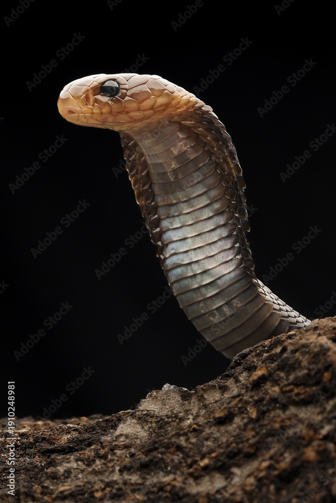 Fototapeta premium A striking cobra with a flared hood and dark, iridescent scales rises against a black background. Its gaze is intense, alert, and powerfully regal, 12 February 2026 Indonesia