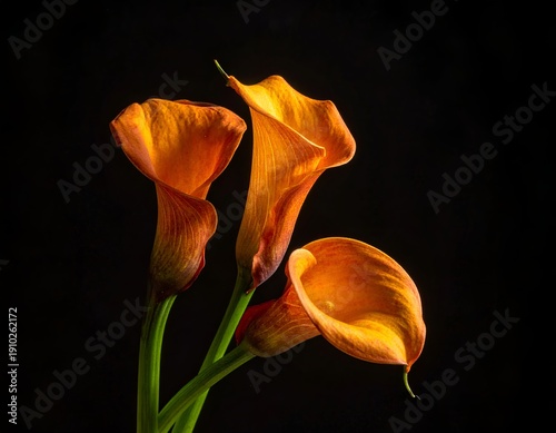 Vibrant orange lilies against a dark, dramatic background