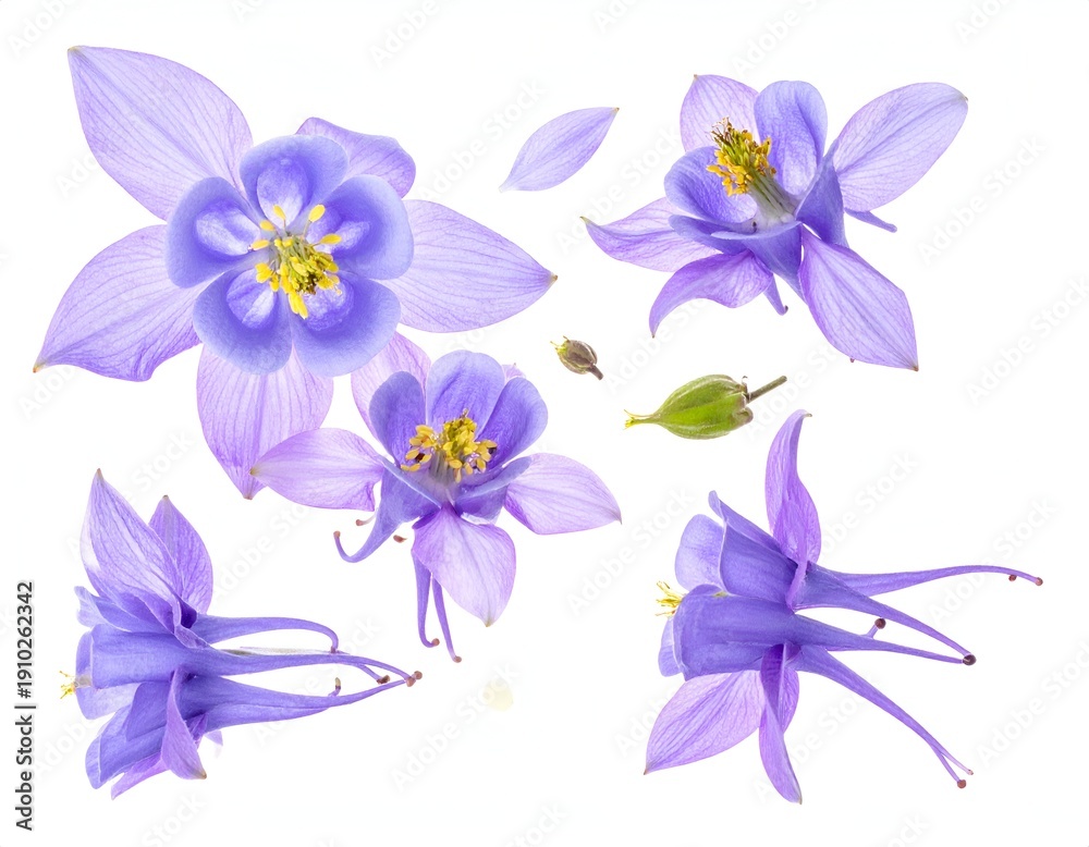 Fototapeta premium Delicate purple bell-shaped flowers with yellow centers