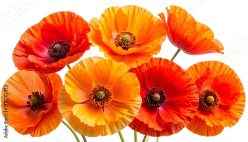 Vivid orange and red poppy blooms clustered together
