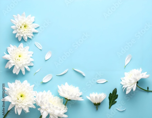 Delicate white blossoms and petals scattered on light blue