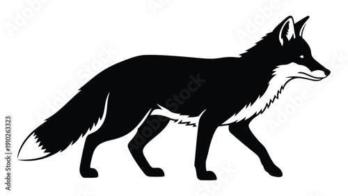 A sleek black fox walking with a bushy tail and pointed ears. isolated on white background, Vector