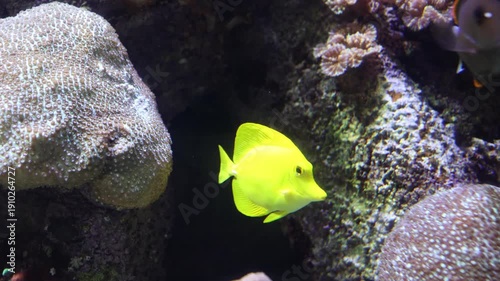 Striking Yellow Tang Swims in Aquarium, Colorful Coral Reefs and Other Fish in Backgrouund