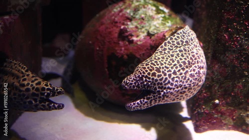 Moray Eel Peek from Rock in underwater world
