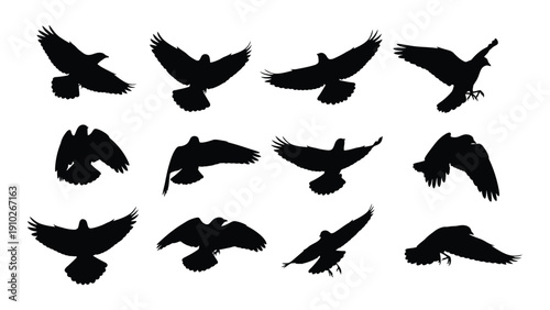 Collection of various birds in flight captured in black and white silhouettes isolated on white background, Vector