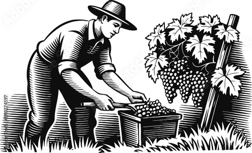 farmer harvesting ripe grapes in vineyard hand cutting bunches into basket