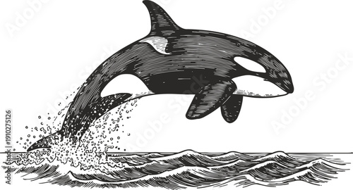 Orca whale breaching ocean waves animal marine wildlife jumping water nature
