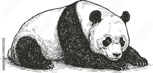 Detailed black and white illustration of a resting giant panda lying down in a calm pose
