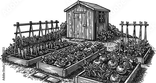 Vegetable garden with wooden shed and raised garden beds full of plants and tomatoes