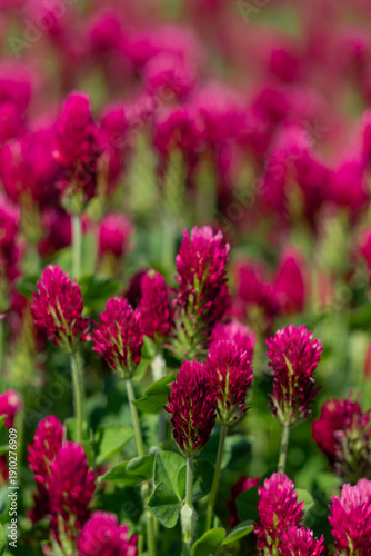 Vivid Pink Clover Flowers Blooming in a Lush Green Meadow