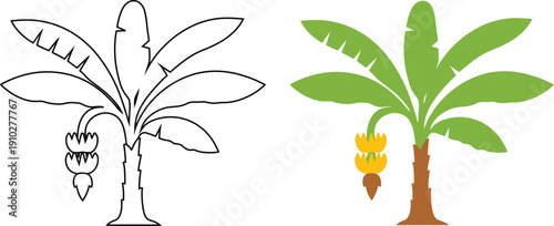 Banana tree illustration with green leaves and yellow fruit bunch on white background vector.
