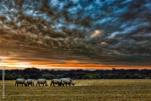 Southern White Rhinoceros Crash Grazing at Sunset in Khama Rhino Sanctuary