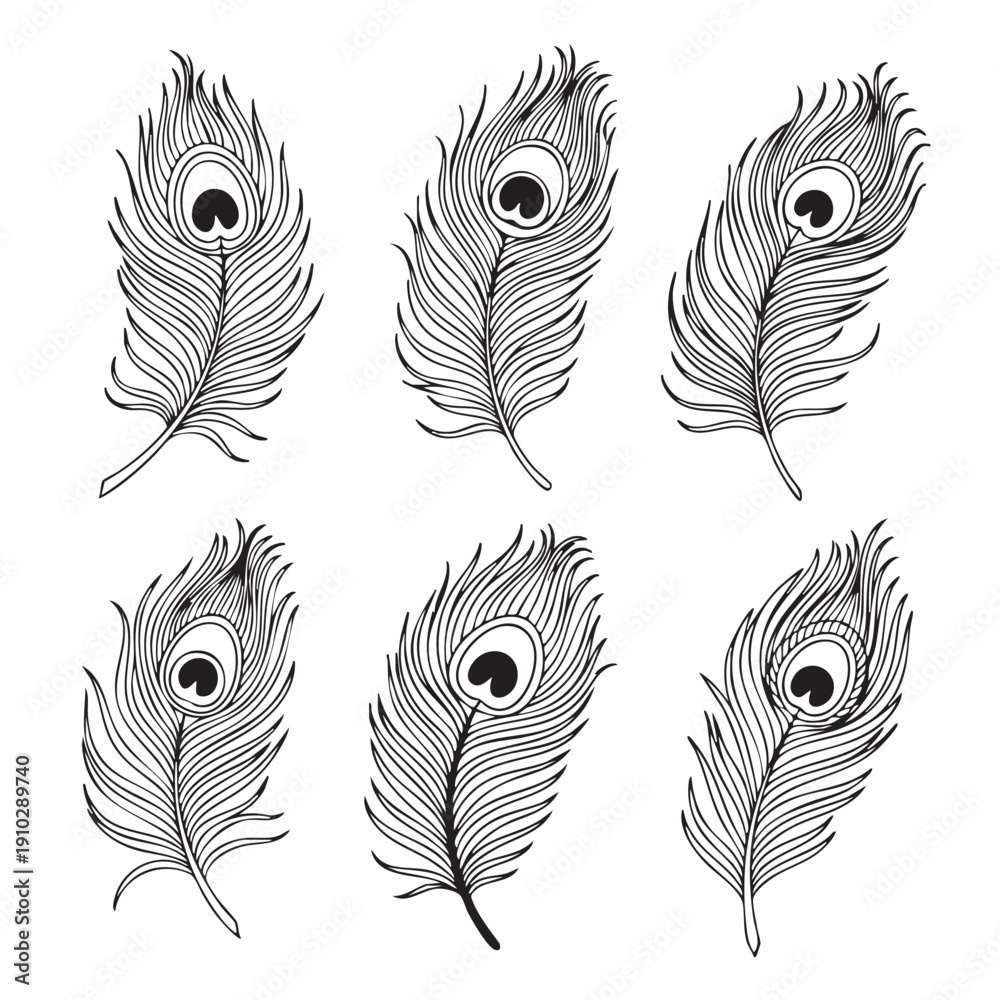 Obraz premium Collection of intricate peacock feathers hand drawn in black and white