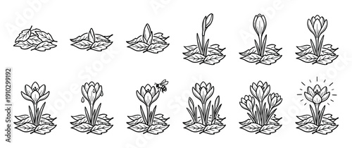 Crocus flower life cycle illustration set shows the stages of plant growth from sprout to full bloom with a bee pollinating, presented in a black and white line art doodle style