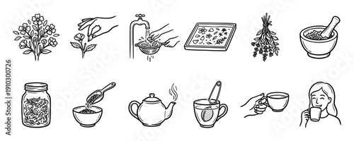 Herbal tea making process icon set showing the complete steps from harvesting fresh plants to drying, grinding, brewing, and enjoying a hot, relaxing beverage