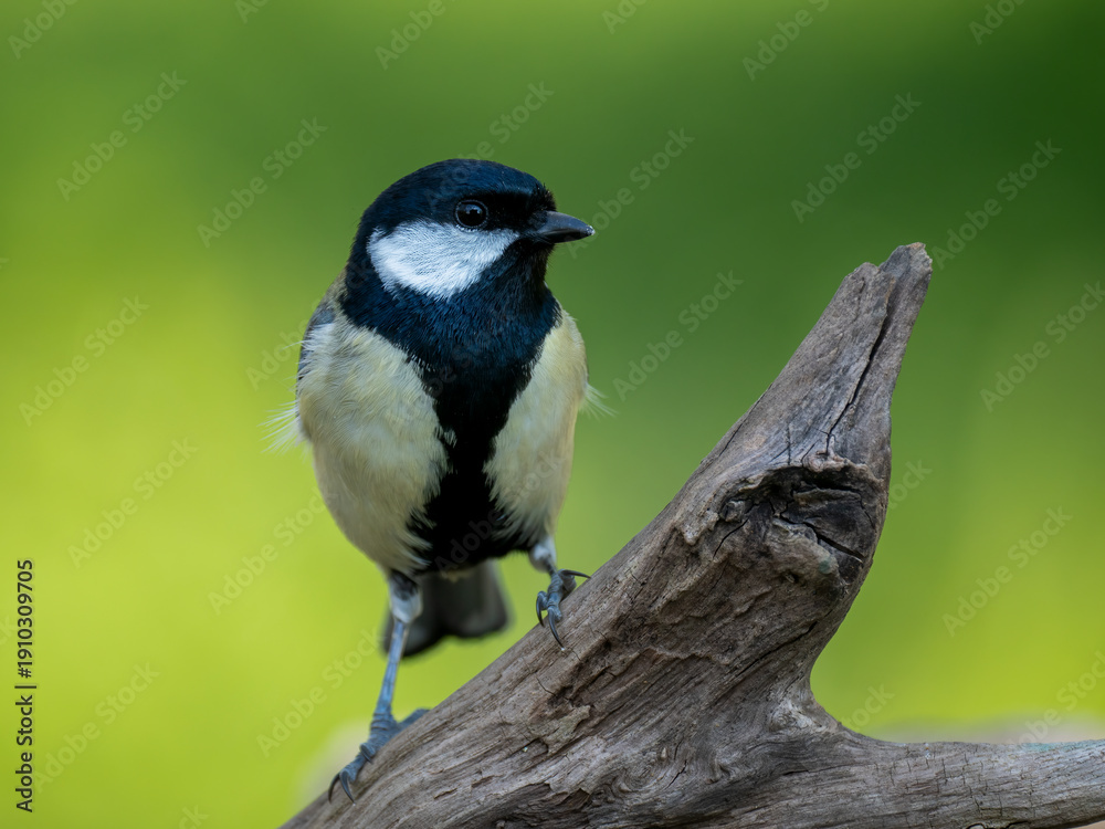 Naklejka premium Kohlmeise, Parus major