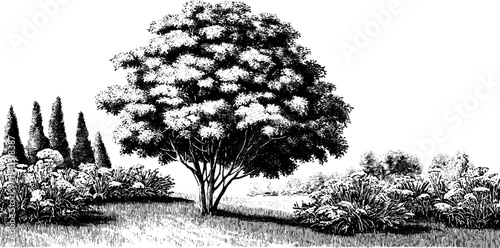 Vintage botanical engraving of human emotion and discovery in nature