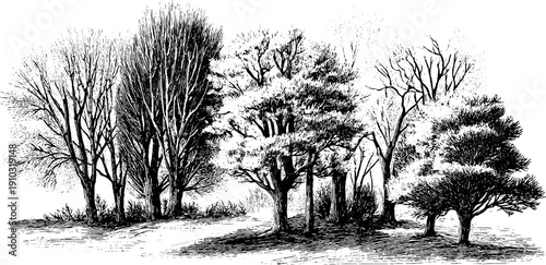 Winter landscape with bare trees and frost, vintage botanical design for print