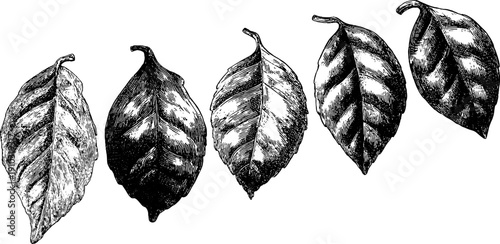 Vintage botanical leaf life cycle illustration - emergence to fall stages for design