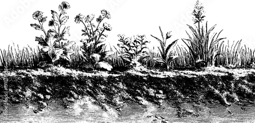 Vintage botanical monthly plant cycle illustration for design and education