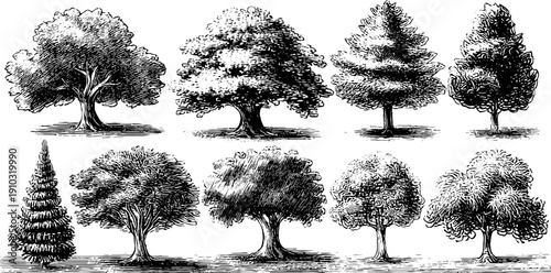 Vintage botanical nature cycle of trees illustration on white background