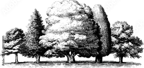 Vintage botanical illustration of trees depicting a monthly nature cycle isolated on white