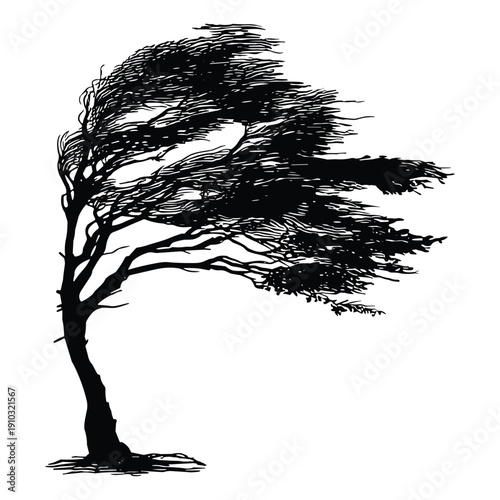 Silhouette of Windblown Tree with Bent Branches
