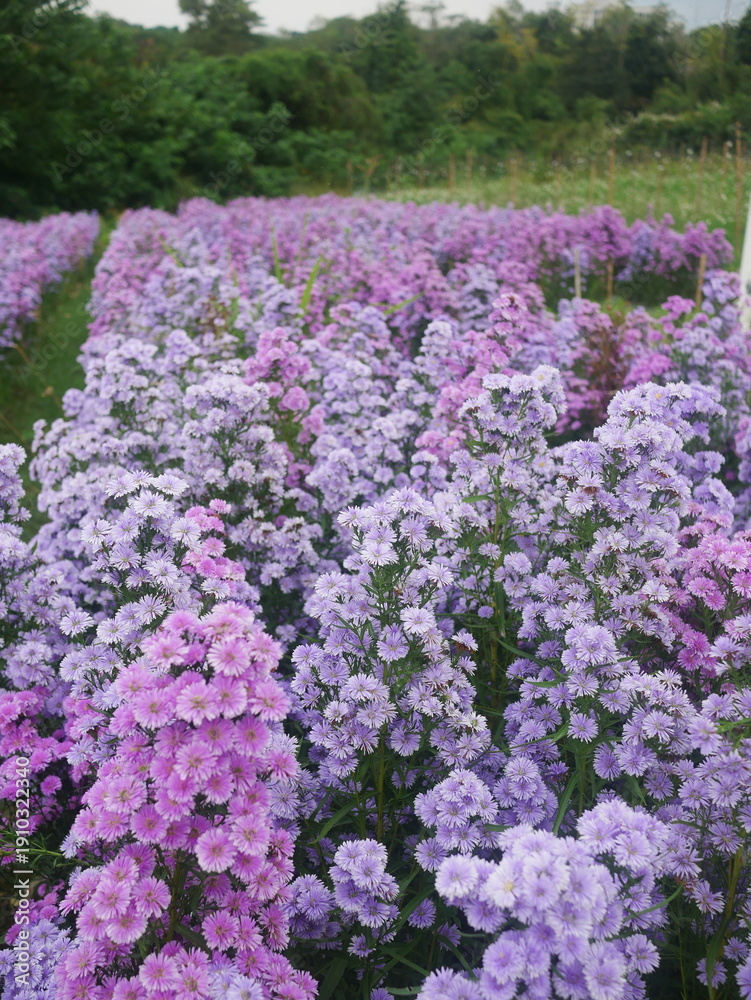 Obraz premium Purple and Pink flower, Purple and Pink Margaret flowers, Purple and Pink Aster amellus in a garden