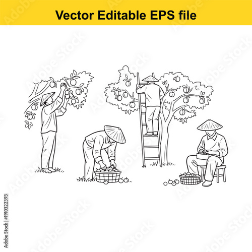  farmers harvesting fruits from trees