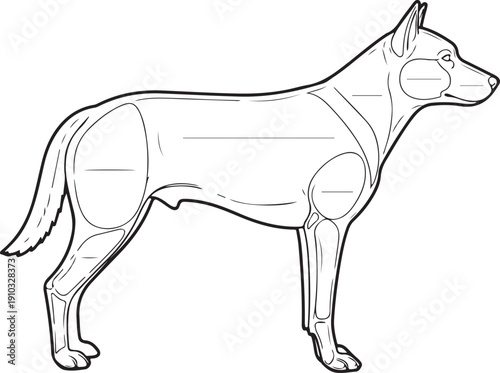 Outline illustration of a dog with labeled muscle groups, indicating anatomical divisions for sports science, fitness, or veterinary education. , Generative Ai