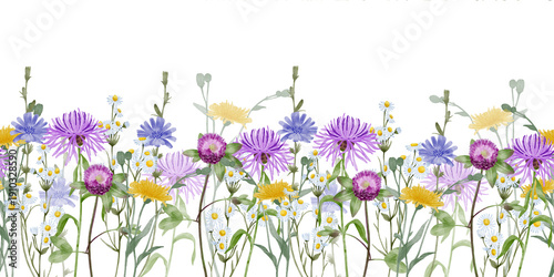 Seamless wildflower border with cornflower, chicory, dandelion, clover and chamomile, watercolor illustration for greeting cards, invitations, banners, packaging, women celebration, mothers day design