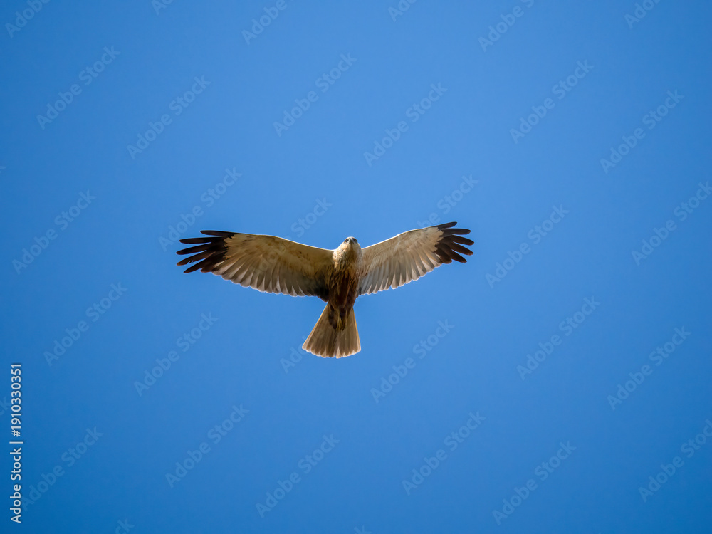 Fototapeta premium Rohrweihe, Circus aeruginosus
