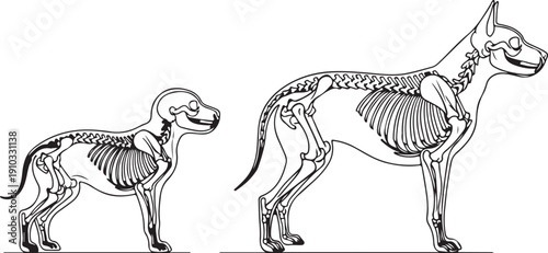 Side-by-side comparison of a puppy and adult dog skeletons, showcasing anatomical differences and growth stages with measurement guides. , Generative Ai