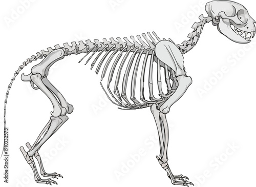 Detailed illustration of a cat's full skeleton in profile, showcasing the spine, rib cage, limbs, and skull with anatomical accuracy. , Generative Ai