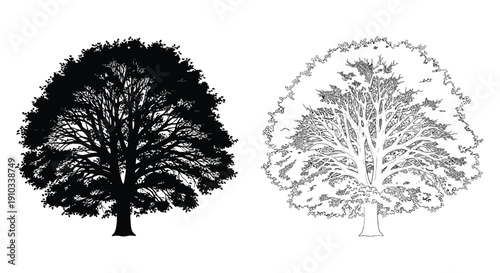 Two tree illustrations a solid black silhouette and a detailed line drawing